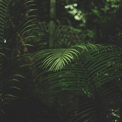 Natural painkiller